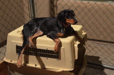 Josie - 8 months
October 2014 Josie - 8 months
October 2014